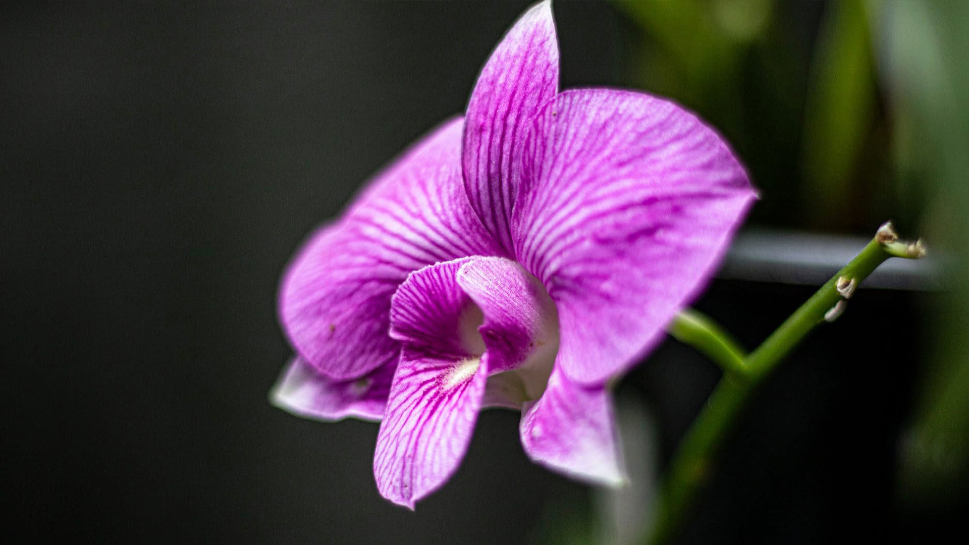 Delicadeza da Flor