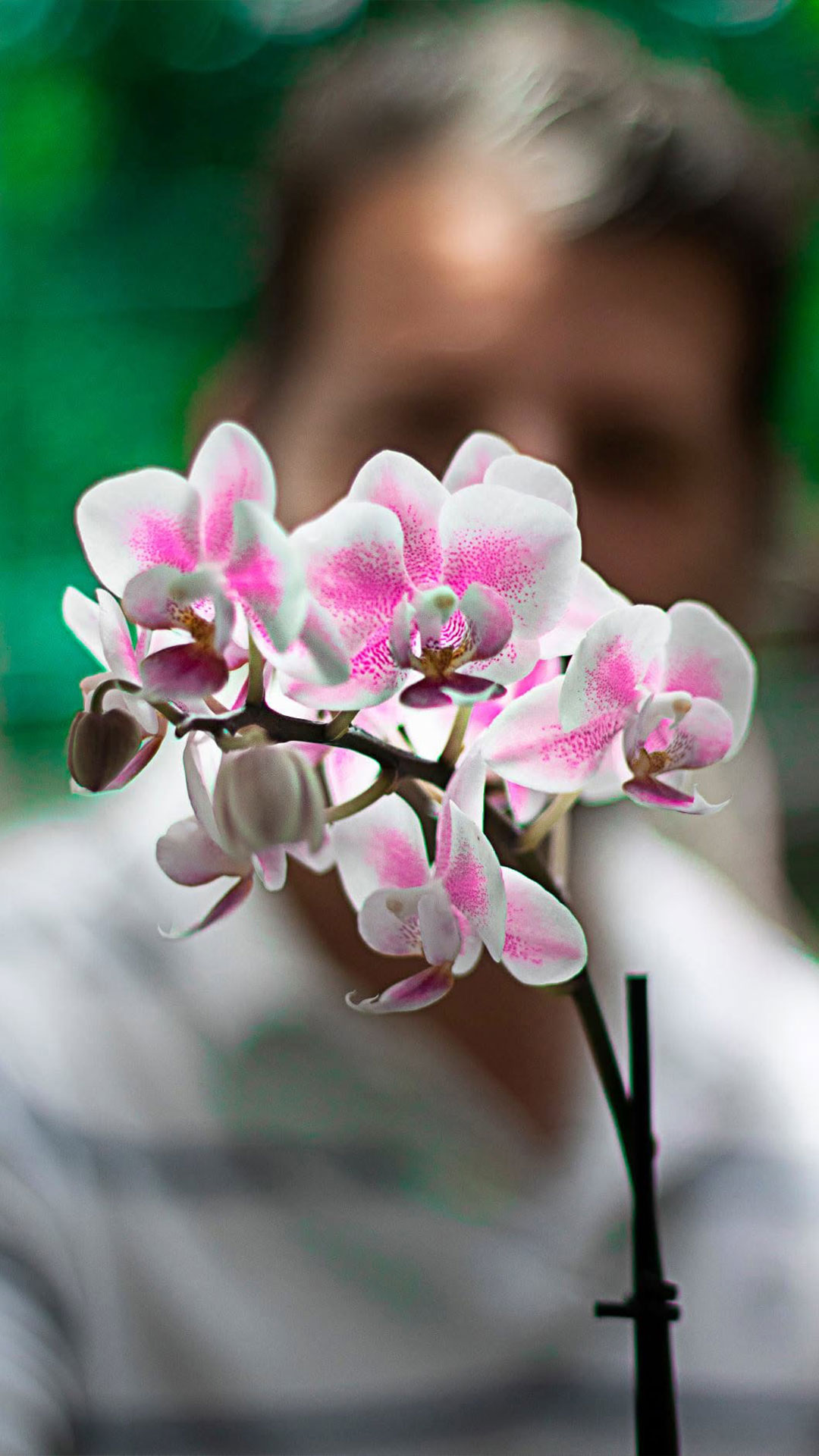 Delicadeza da Flor — imagem vertical